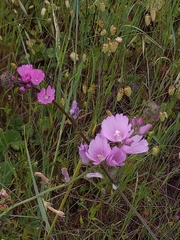 Sidalcea diploscypha