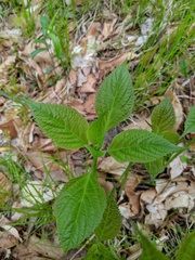 Collinsonia canadensis