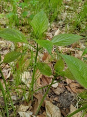 Collinsonia canadensis