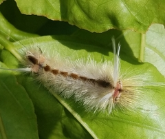 Halysidota cinctipes