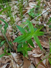 Galium lanceolatum