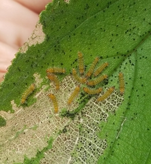 Halysidota cinctipes