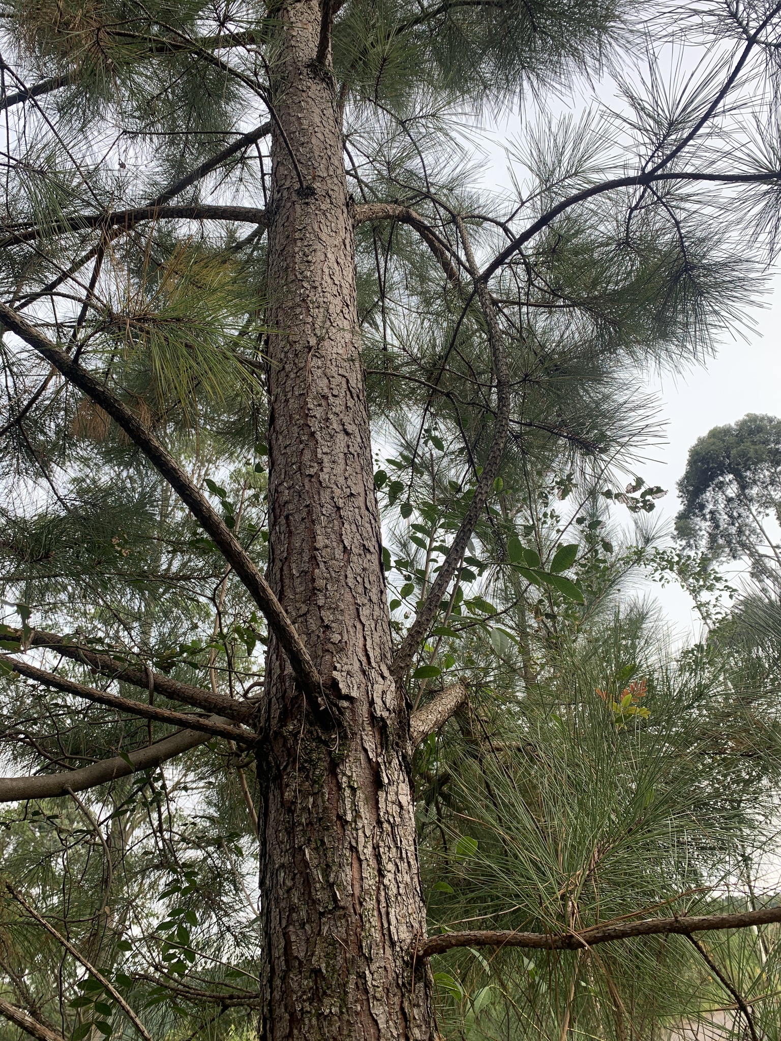 Pinus elliottii