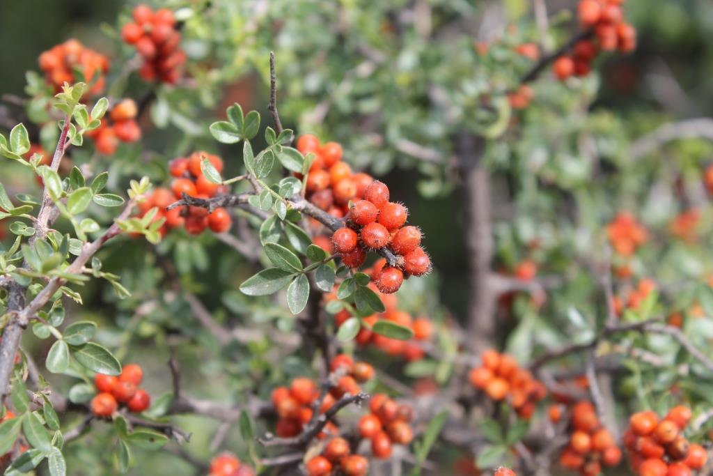 Rhus microphylla
