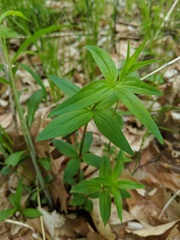 Galium lanceolatum