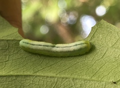 Tomostethus multicinctus