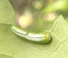 Tomostethus multicinctus