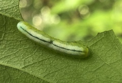 Tomostethus multicinctus