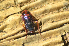 Blatta orientalis