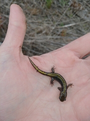 Ambystoma macrodactylum macrodactylum
