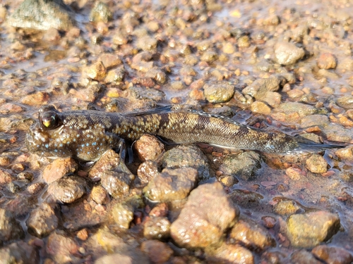 Atlantic Mudskipper