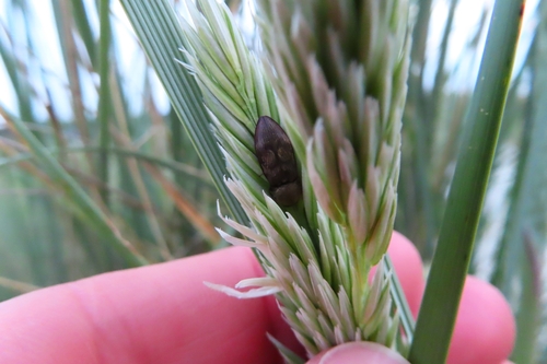 chequered click beetle, 8899 Oost-Vlieland, Nederland, photo 6 of 10