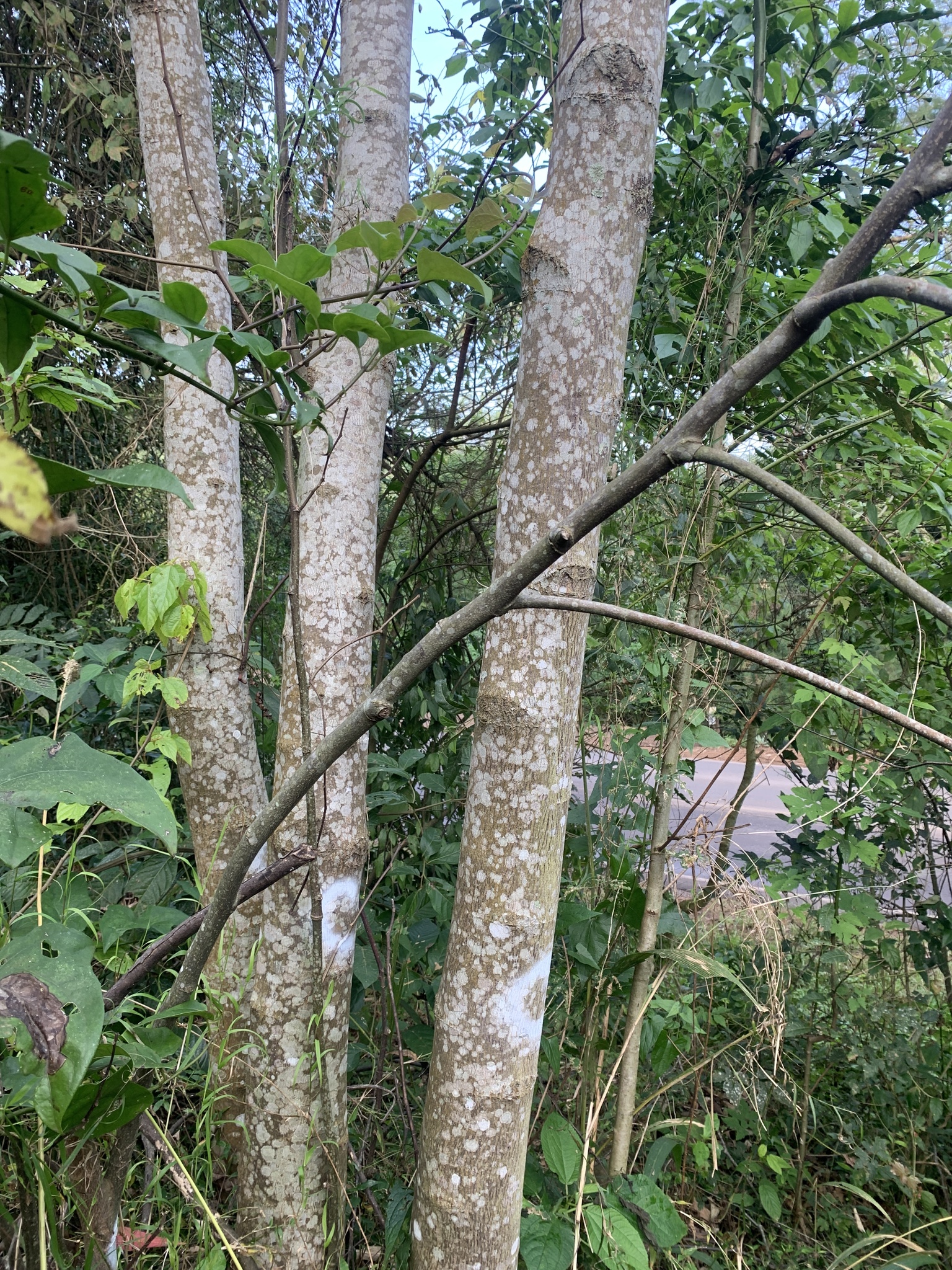 Hovenia dulcis