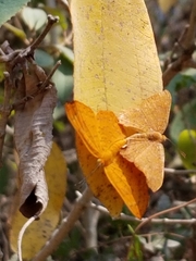 Emesis vulpina