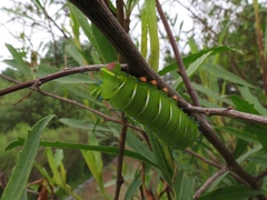 Rothschildia jacobaeae