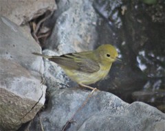 Setophaga petechia