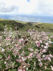Malacothamnus clementinus