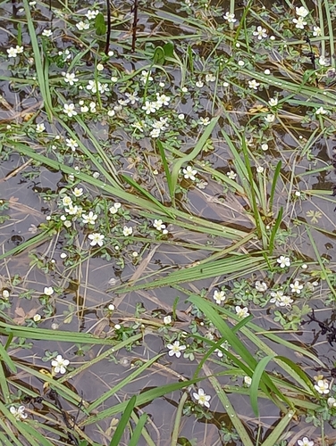 Image of Ranunculus lobbii by no rights reserved