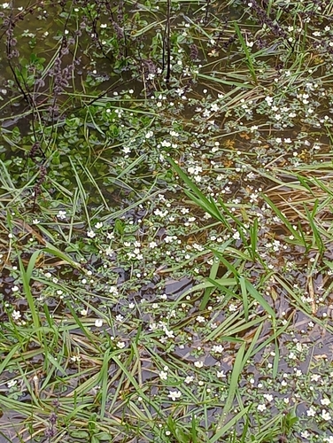 Image of Ranunculus lobbii by no rights reserved