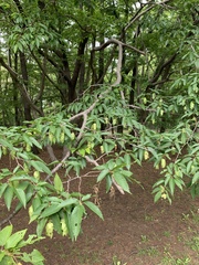 Carpinus japonica