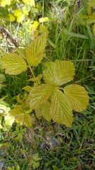 Rubus canadensis