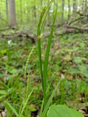 Carex gracillima