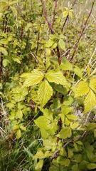 Rubus canadensis
