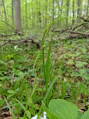 Carex gracillima