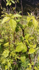 Rubus canadensis