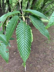 Carpinus japonica
