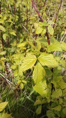 Rubus canadensis
