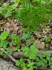 Poa alsodes