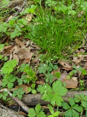 Poa alsodes