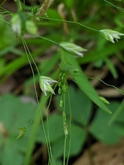 Poa alsodes