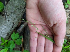 Poa alsodes