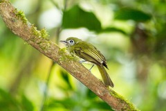 Rhynchocyclus brevirostris