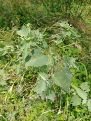 Abutilon fruticosum