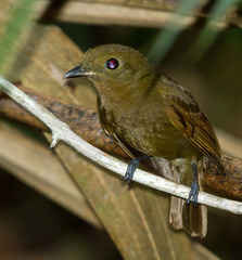 Schiffornis veraepacis