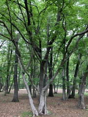 Carpinus japonica