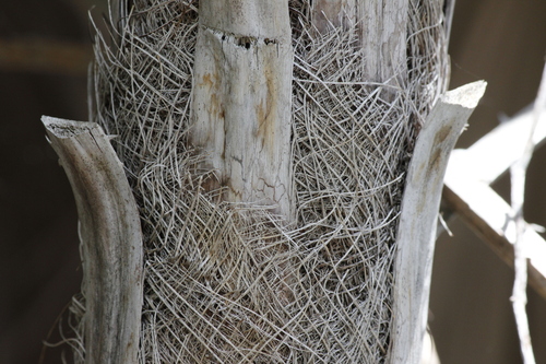 Image of Acoelorraphe wrightii by (c) Stella Fish, some rights reserved (CC BY)