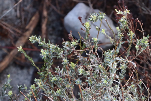 Image of Amphithalea ericifolia by (c) Tony Rebelo, some rights reserved (CC BY-SA)