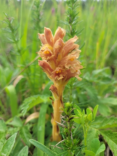 Image of Orobanche elatior by (c) Bobo-X, some rights reserved (CC BY)