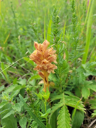 Image of Orobanche elatior by (c) Bobo-X, some rights reserved (CC BY)