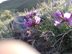 Astragalus ceratoides