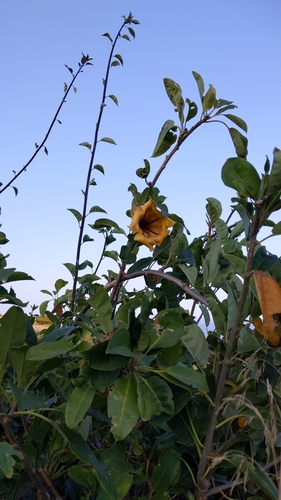 Image of Solandra maxima by (c) bemma, some rights reserved (CC BY)