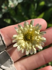 Microseris douglasii