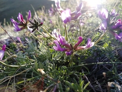 Astragalus ceratoides