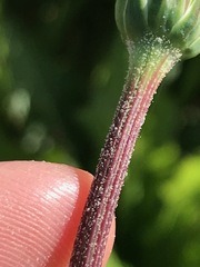 Microseris douglasii