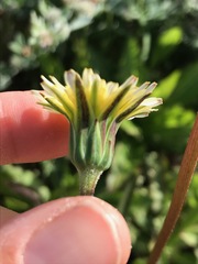 Microseris douglasii