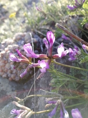 Astragalus ceratoides
